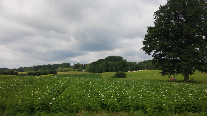 Skats uz lauku saimniecību ar ziedošu kartupeļu lauku priekšplānā un govju ganāmpulku aiz tā
