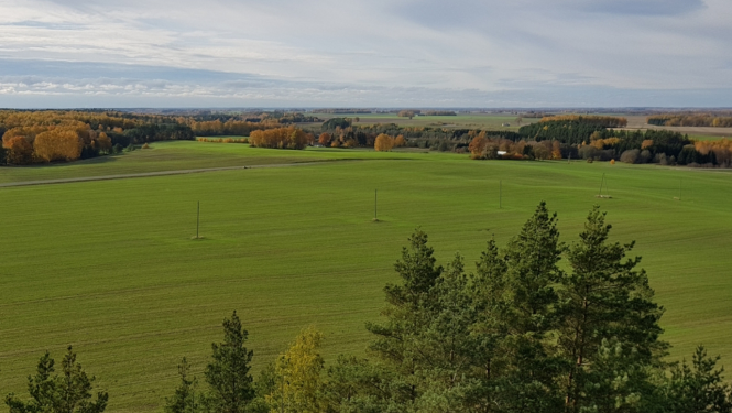 Lauku skats ar zaļu ziemāju lauku un meža galiem priekšplānā