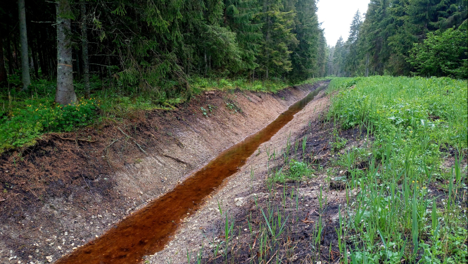 Jauns meliorācijas grāvis mežainā vietā vasarā