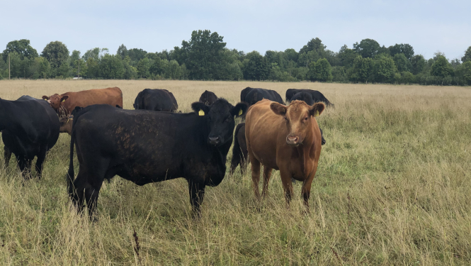 Melnas un brūnas govis ganībās