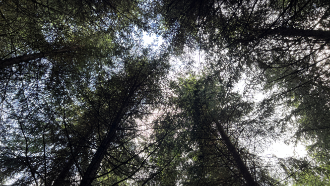 No apakšas uz augšu bildētas egļuu galotnes