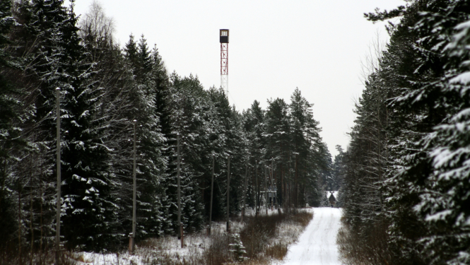 Skats uz mežu ziemā no apsnigušas stigas, virs koku galotnēm uguns novērošanas tornis
