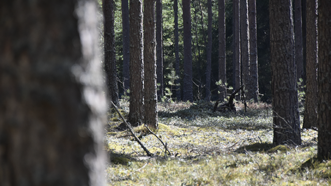 Meža skats ar koku stumbriem priekšplānā un fonā