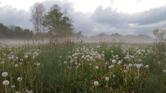 Dabīgā pļava ar ziedošām puķēm vakara gaismā ar miglu atsevišķiem kokiem un mākoņiem aizmugures plānā
