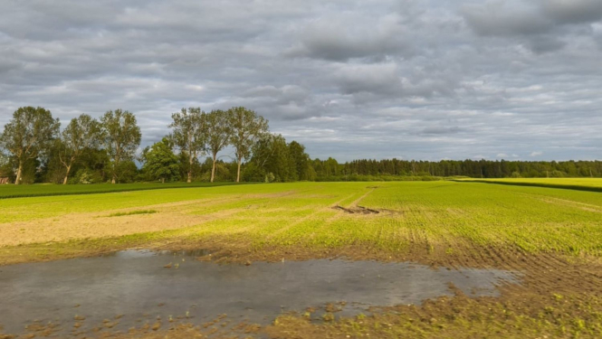 Lauks ar peļķi tuvplānā, sadīgušiem laukaugiem vidusplānā
