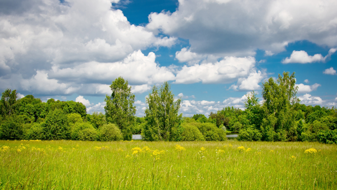 Pavasarīga saulaina pļava ar dzdzelteneim ziediem, fonā koku zona un baltiem mākoņiem zilās debesīs