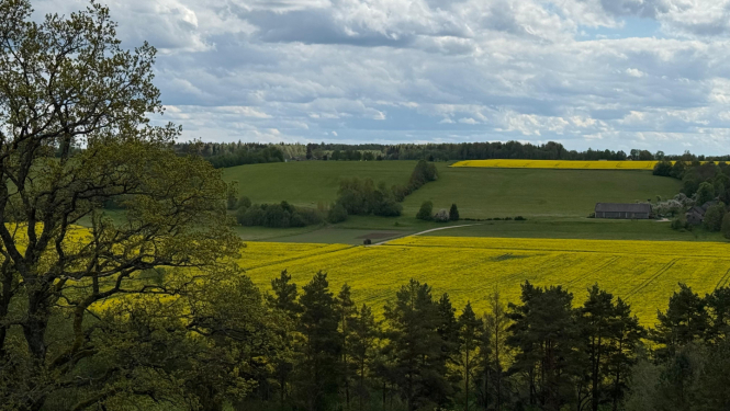 Skats no uzkalna uz rapšu laukiem, priekšplānā pa kreisi koks un krūmu josla