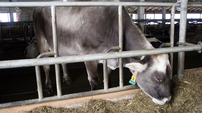 Pelēcīga govs kūtī ēd barību