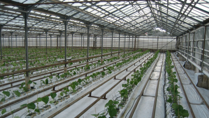 Siltumnīca no iekšpuses