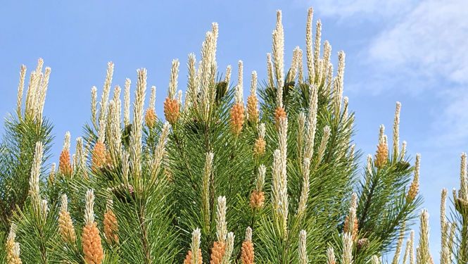 Jaunas priedes galotne ar čiekuriem