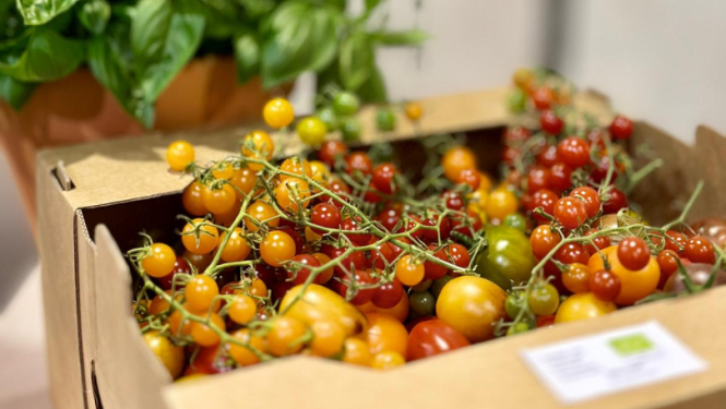 Ķiršu tomāti kartona kastē