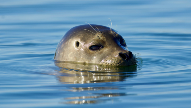 Roņa galva virs ūdens