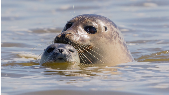 Virs ūdens virsmas divu roņu galvas, viens mazāks, otrs lielāks