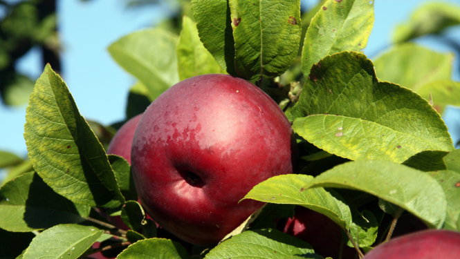 Vairāki sarkani āboli ābeles zarā