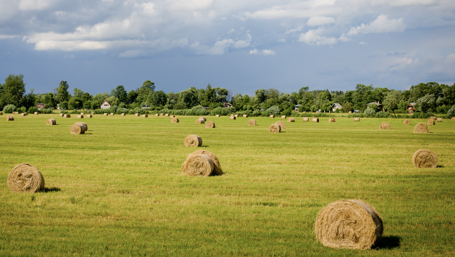 Siena pļava ar ruļliem