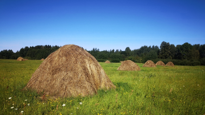 Siena gubas uz lauka