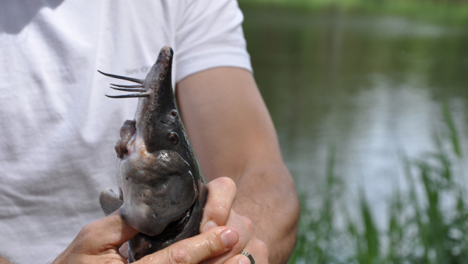 Cilvēks baltā kreklā tur rokās stori