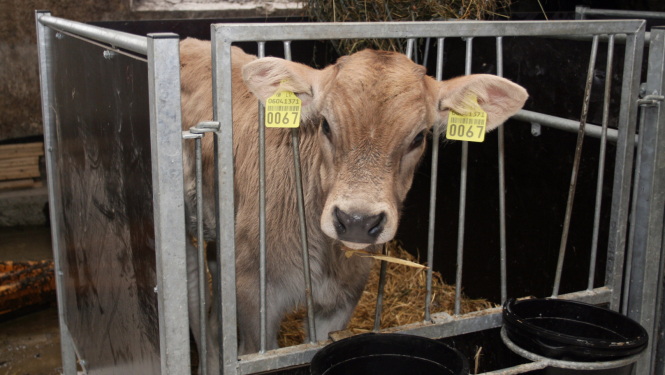 Teliņš ar krotālijām ausīs