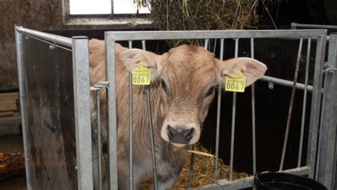 Teliņš ar krotālijām ausīs