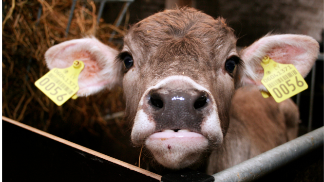 Brūngans teliņš ar dzeltenām krotālijām ausīs stiepjas pretī fotogrāfam
