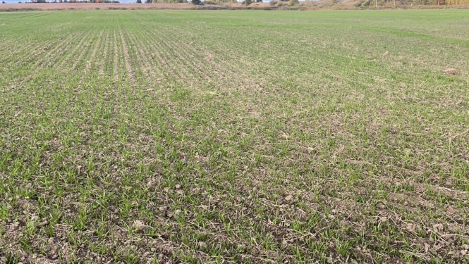 Tiešās sējas tehnikā apstrādāts lauks