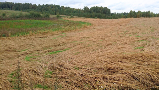 Labības lauks veldrē