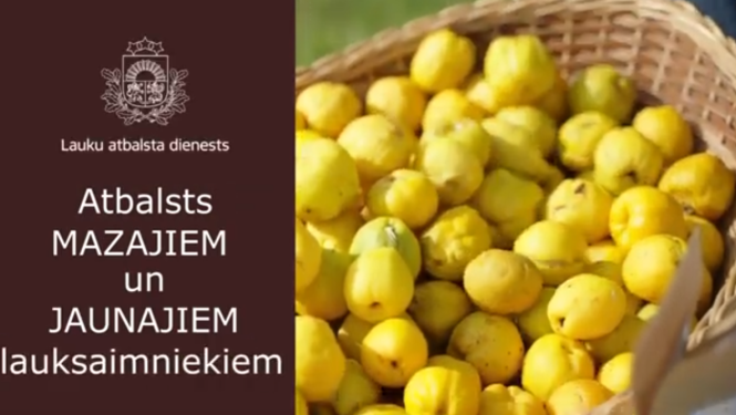 Video sākuma skats ar cidonijām un virsrakstu