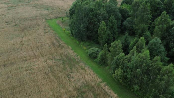 Zaļā josla gar mežu