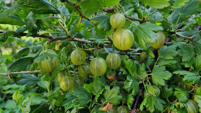 Zaļas ērkšķogas karājas krūmāja zaros