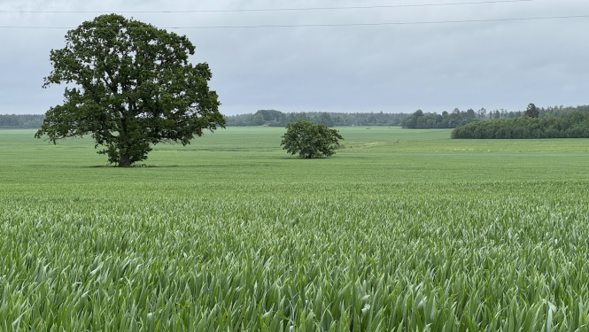 Zaļš lauks ar vārpām un diviem kokiem pa vidu