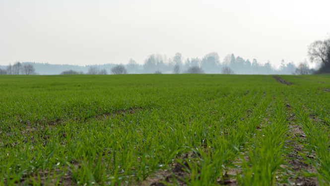 Zaļš ziemāju lauks vēlā rudenī ar miglainu krūmu zonu tālumā