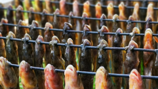 Zivis savērtas kūpināšanai