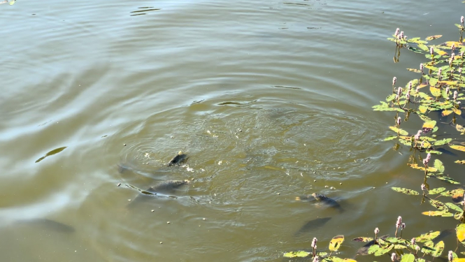 Zivis dīķī pie ūdens virskārtas