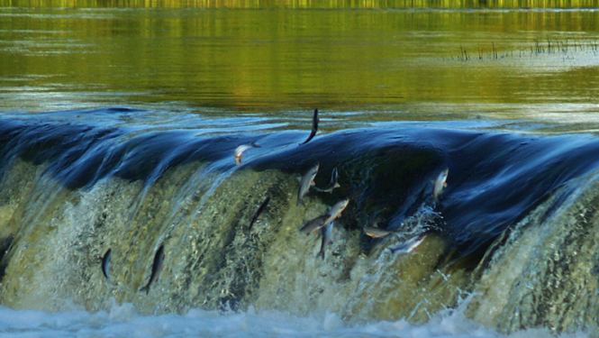 Zivis lec pāri ūdenskritumam