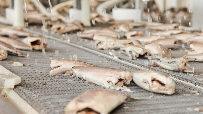 Zivju pārstrādes līnija ar zivju liemeņiem