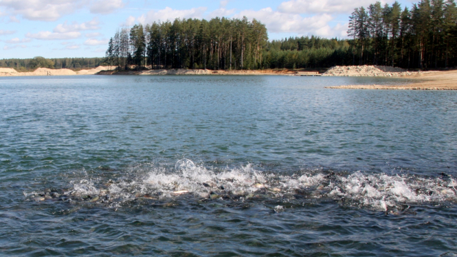 Zivju dīķis ar aktīvām zivīm