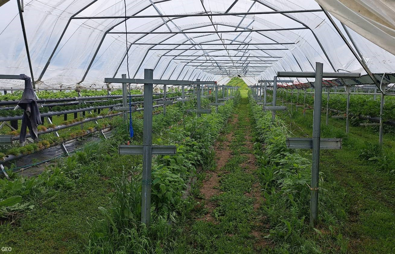 Aveņu stādi plēves tunelī