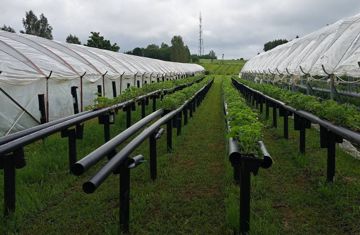 Zemeņu stādi starp plēves tuneļiem