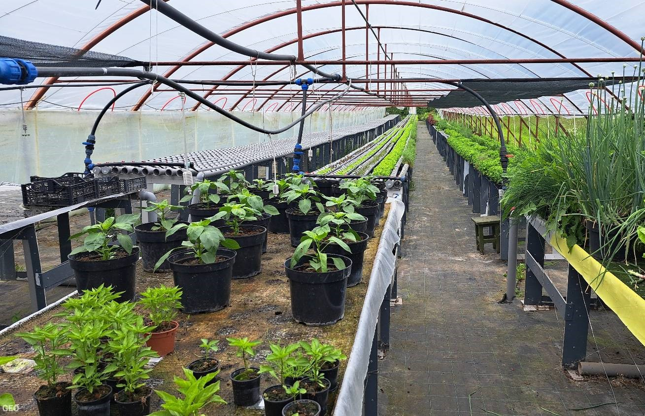 Plēves tunelis no iekšpuses, rindās tālumā dažādi stādi