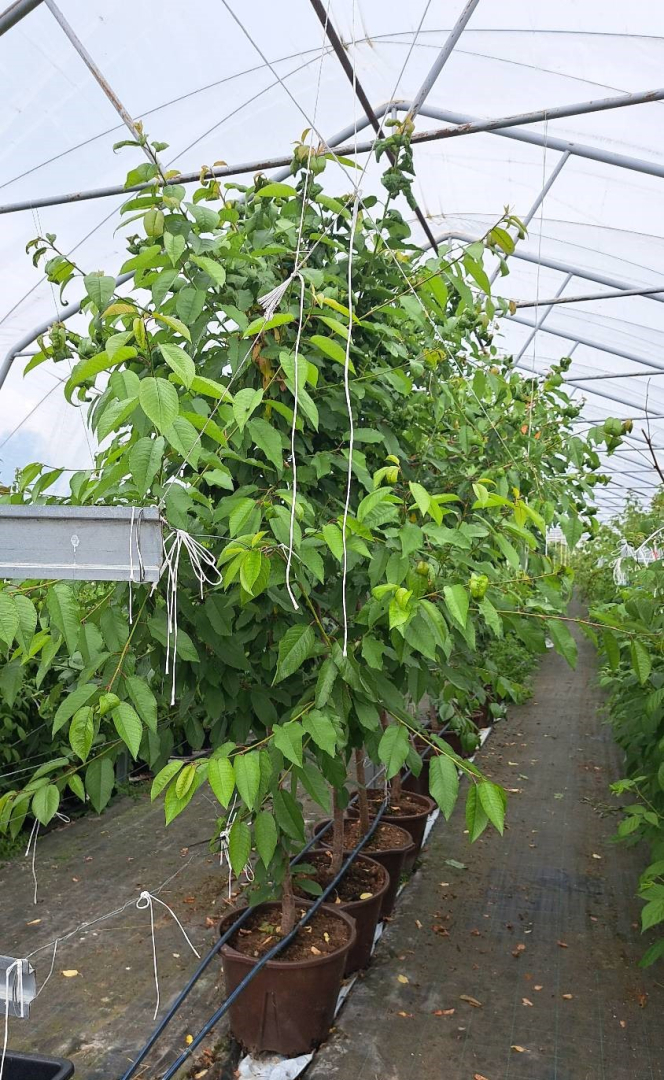 Ķiršu koki plēves tunelī