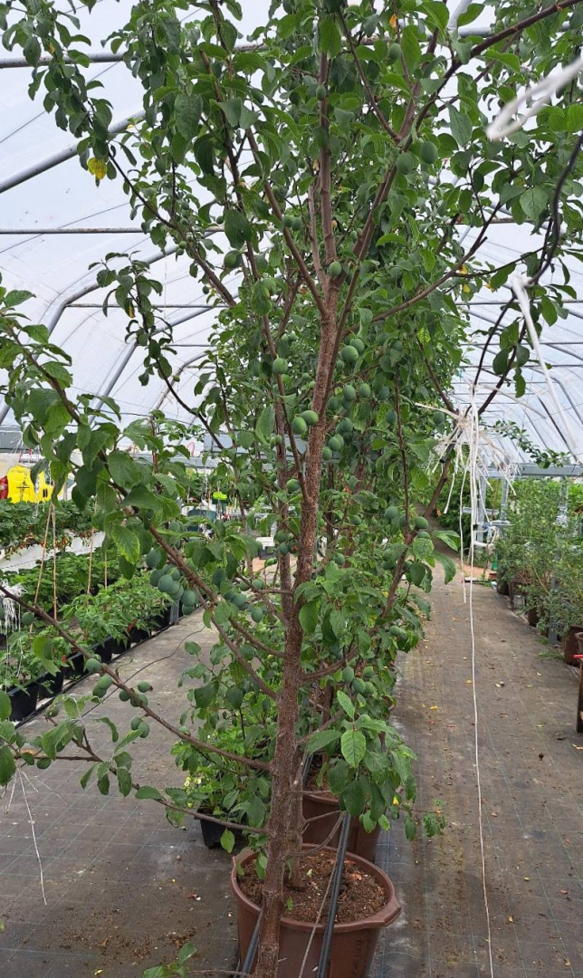 Plūmju koki plēves tunelī