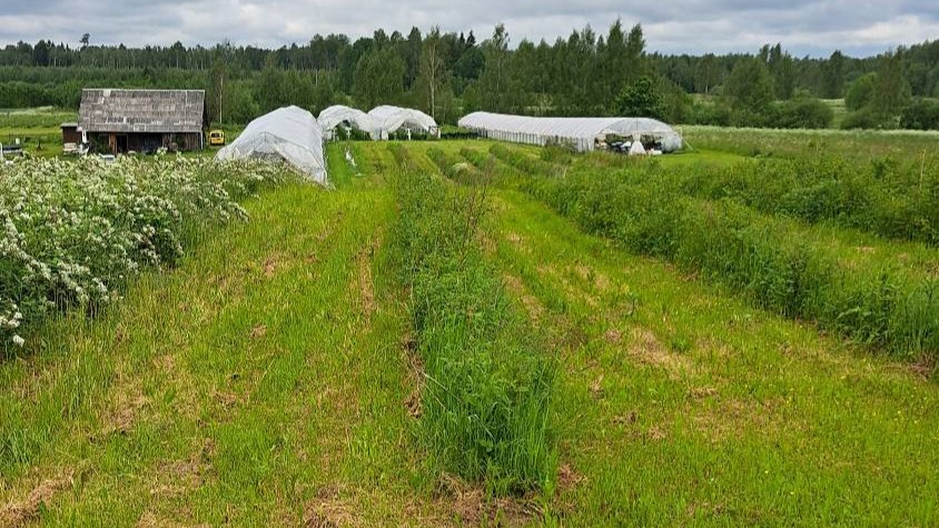 Priekšplānā rindas ar vaeņu un kazeņu stādiem, tālumā plēves tuneļi un maza pelēka saimniecības ēka
