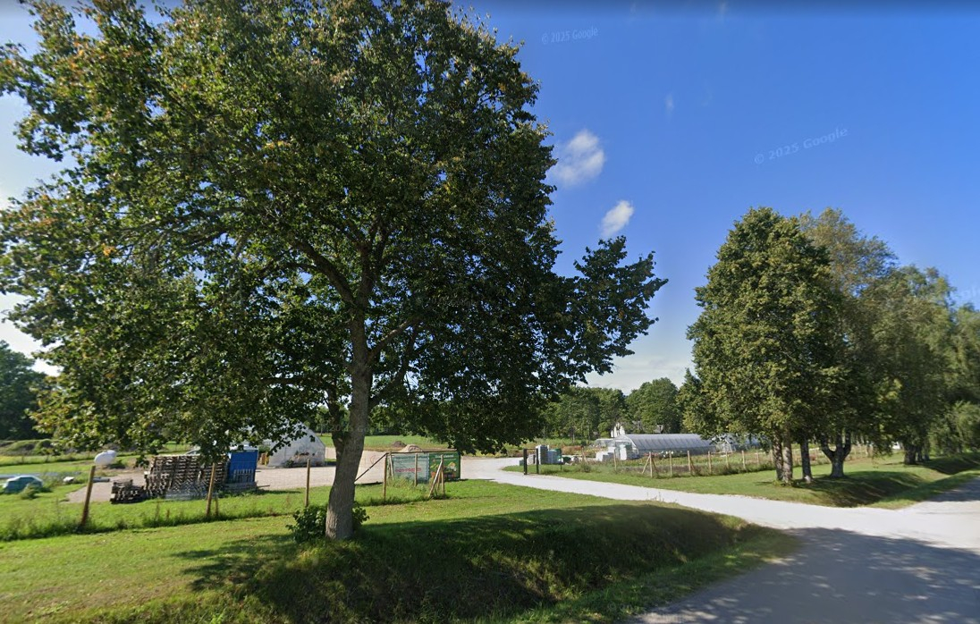 Skats uz saimniecību no ceļa, iebraucamais ceļs, tam abās pusēs zaļi koki, tālumā siltumnīca