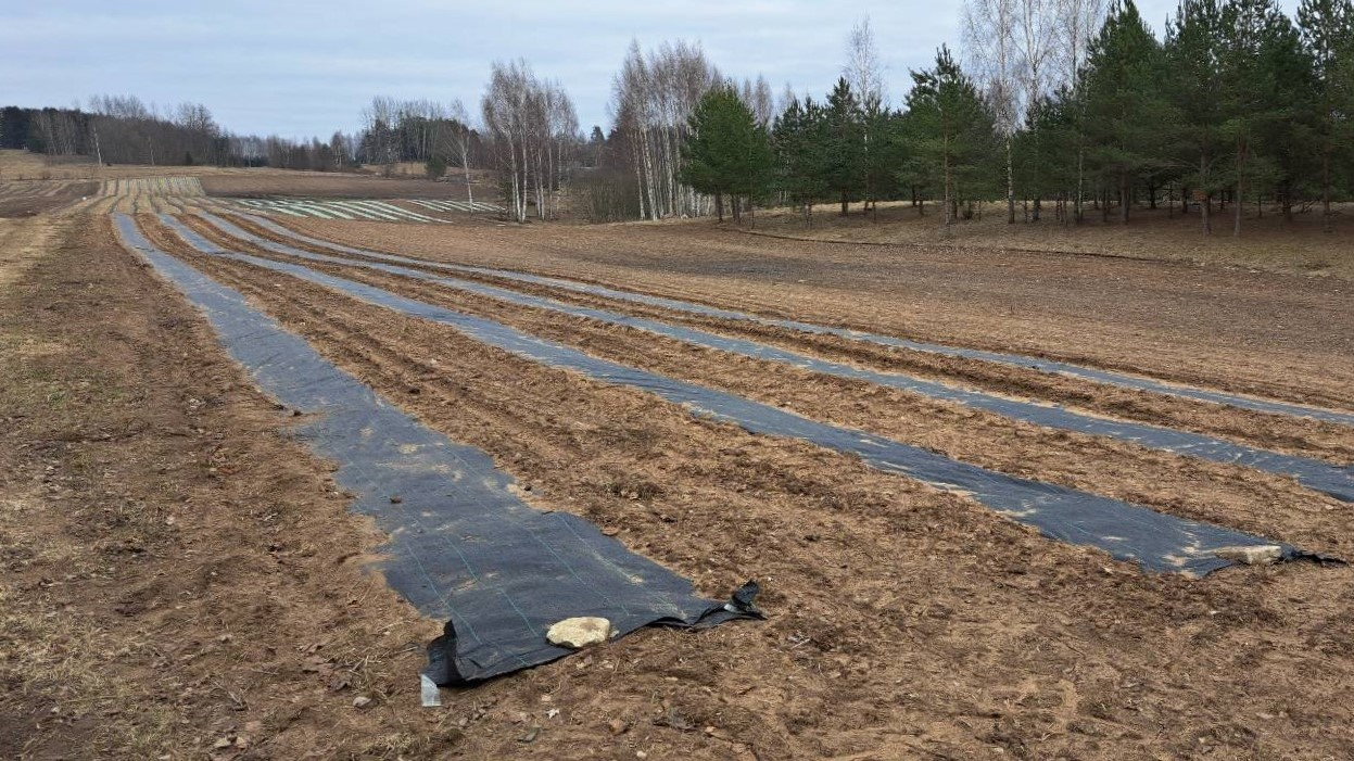 ar melnu plēvi pārklātas vagas, kas stiepjas tālumā, apkārt tām brūna zeme, tālumā koku un krūmu josla