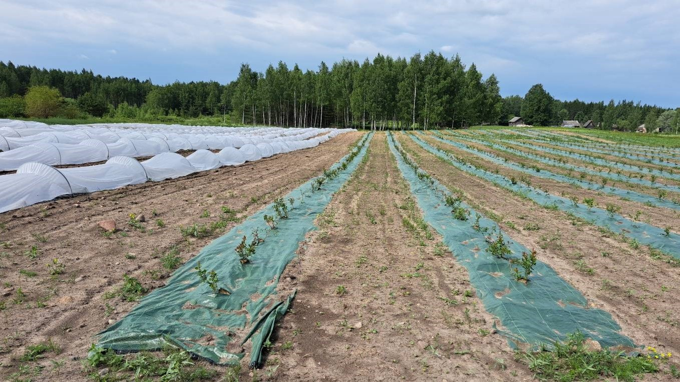 ar zaļu  un baltu plēvi pārklātas vagas ar stādiņiem, kas stiepjas tālumā, apkārt tām brūna zeme, tālumā koku un krūmu josla