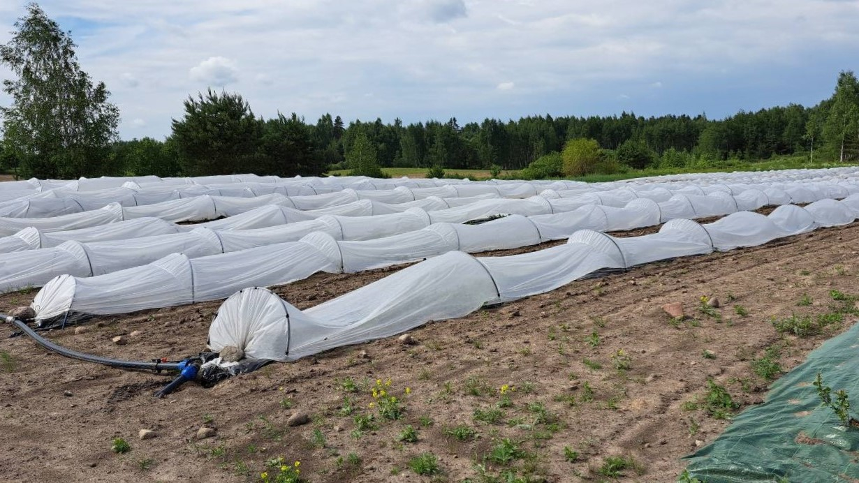 ar baltu plēvi pārklātas vagas, kas stiepjas tālumā, apkārt tām brūna zeme, tālumā koku un krūmu josla