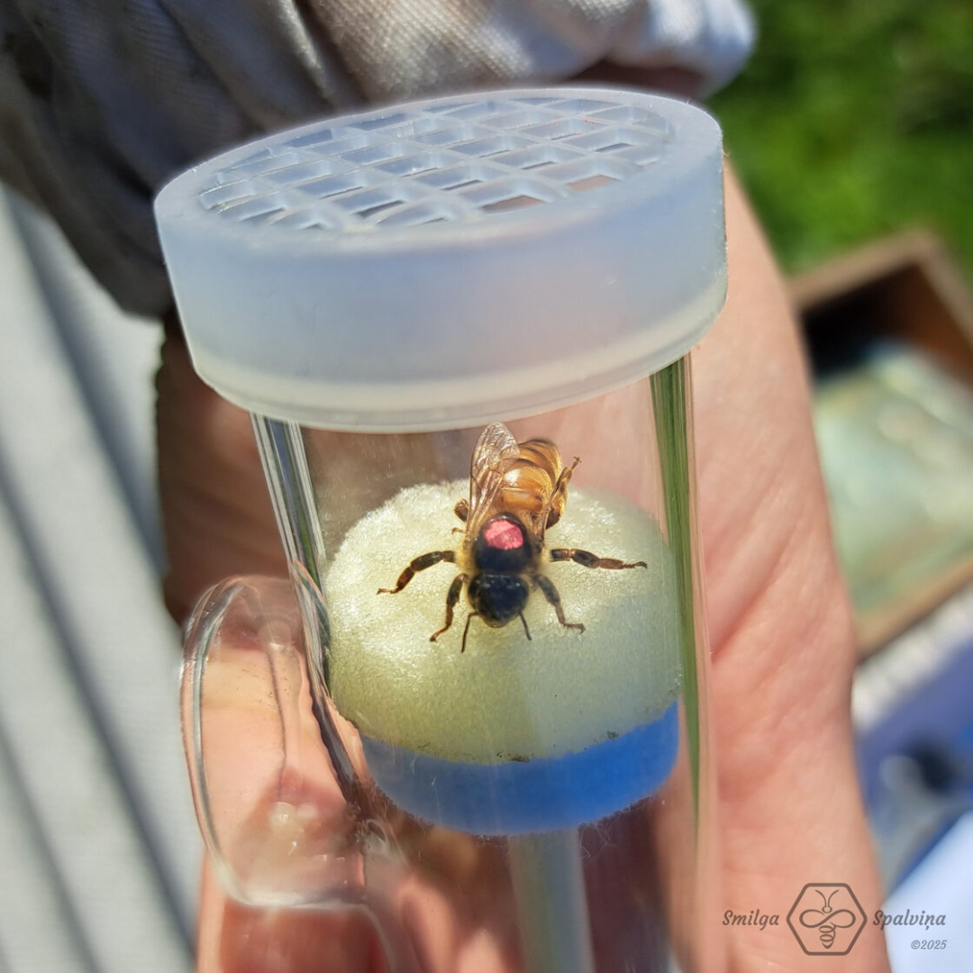 bite plastmasas kontenerā