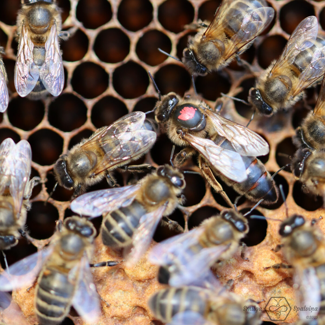 bites tuvplānā uz medus kārēm