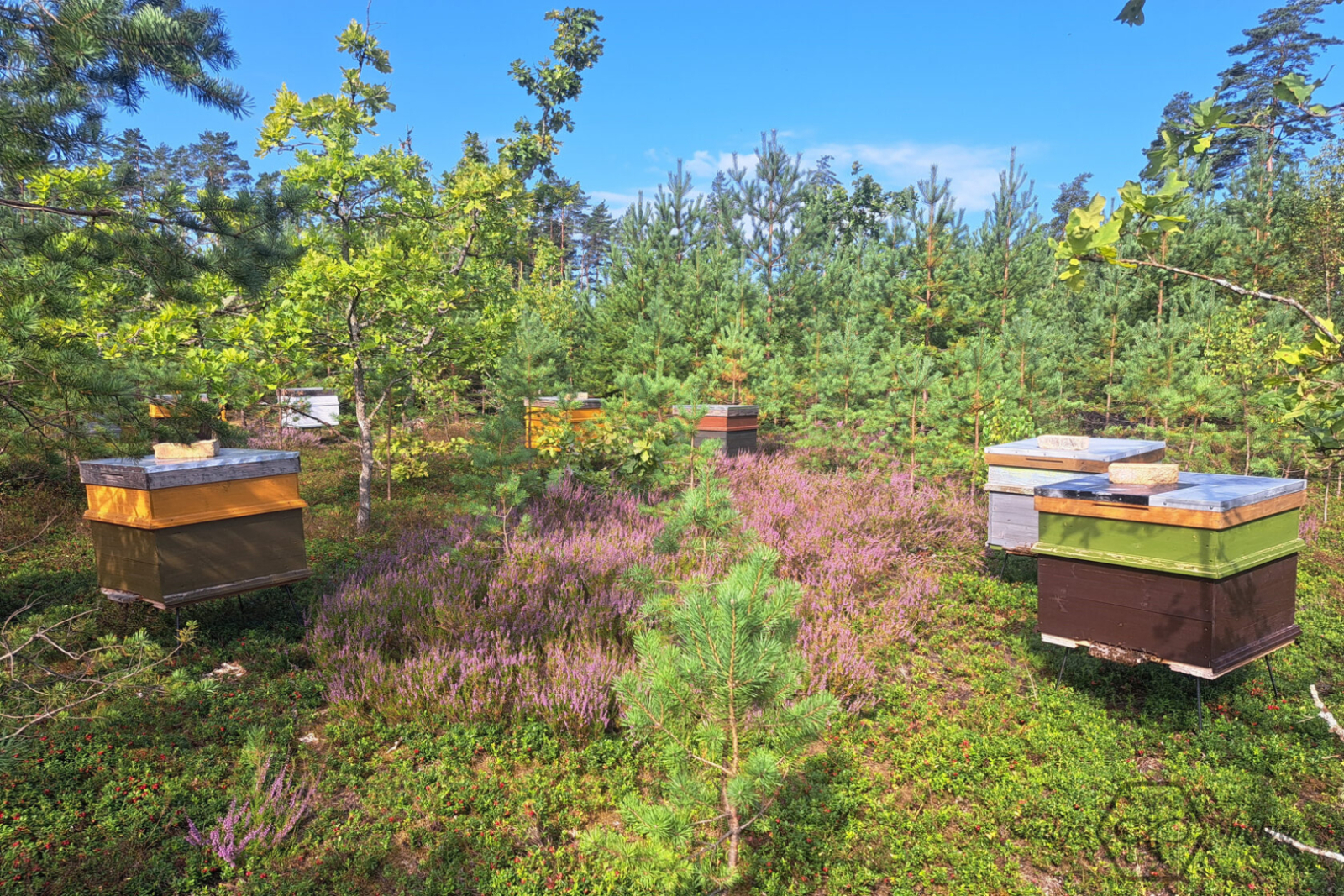 Bišu drava - vairāki krāsaini stropi mežainā vietā vasarā