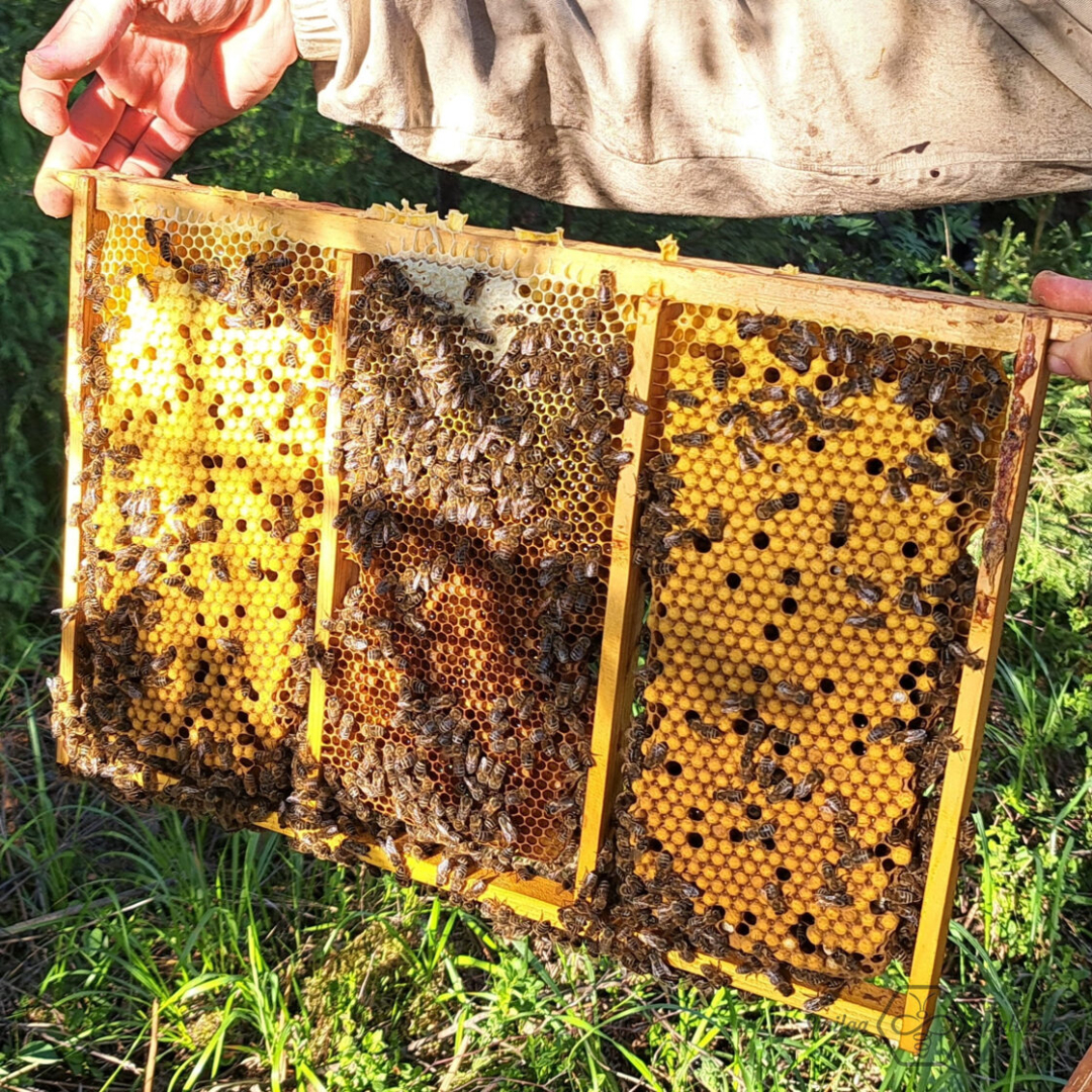 Bitenieks baltā apģērbā tur medus kāri